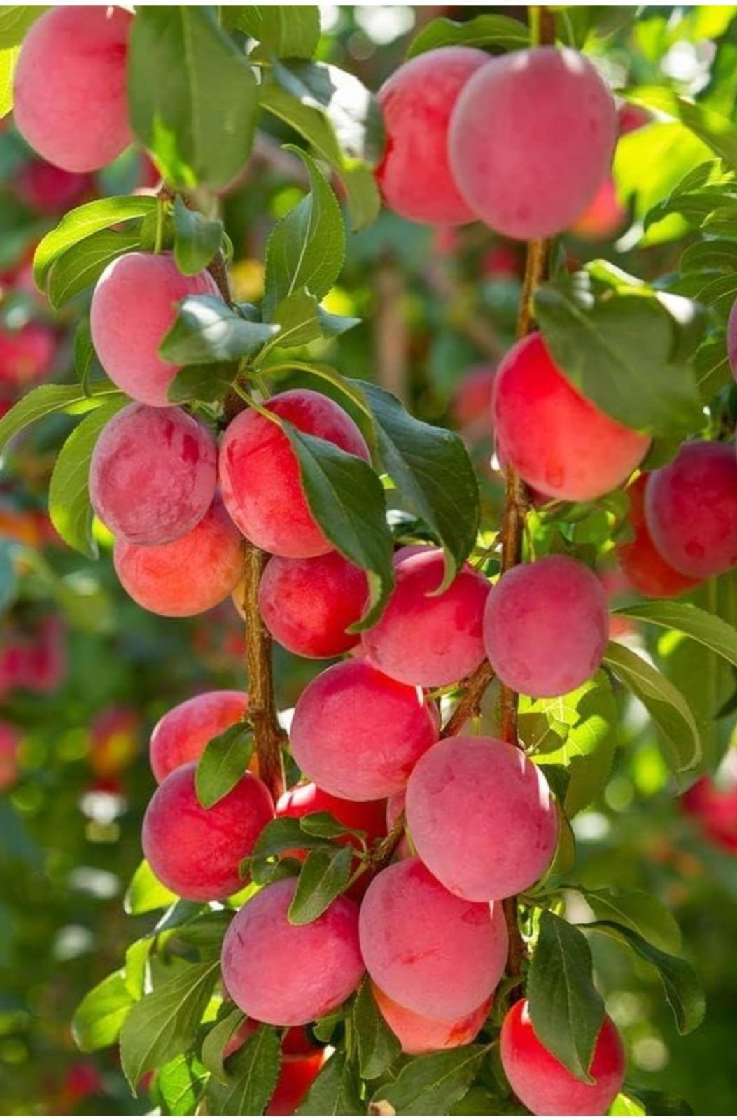 Plums Plants